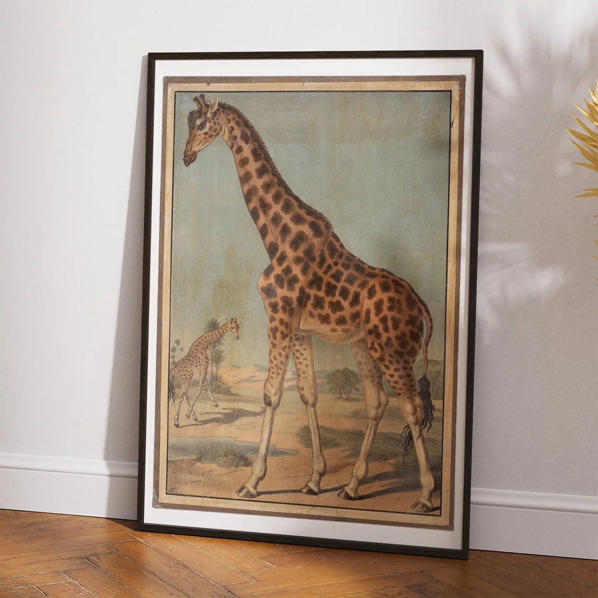 Giraf 1888 - Zoologi – billede 2