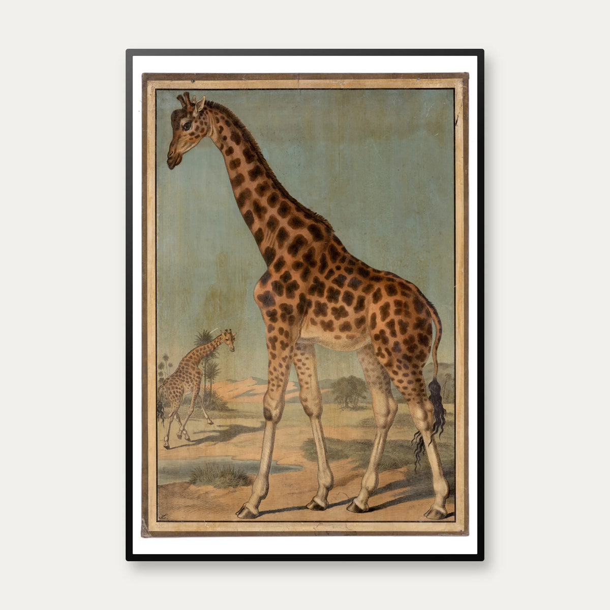 Giraf 1888 - Zoologi – billede 1