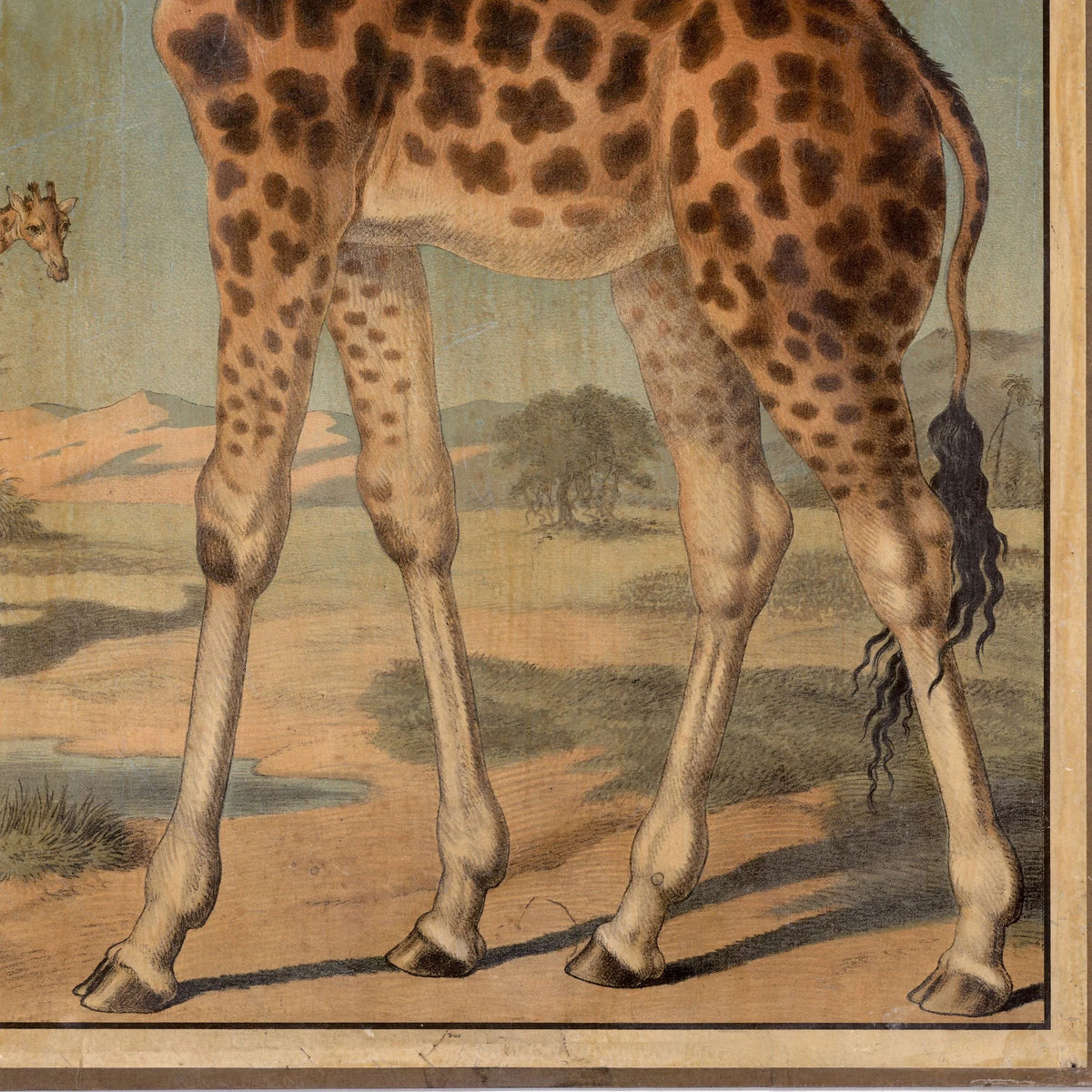 Giraf 1888 - Zoologi – billede 4