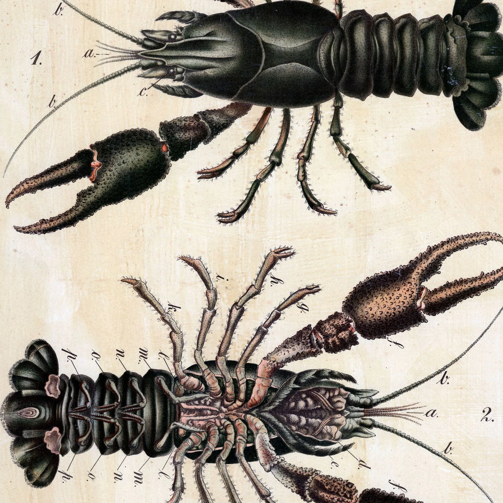 Flodkrebs 1888 - Biologi – billede 4