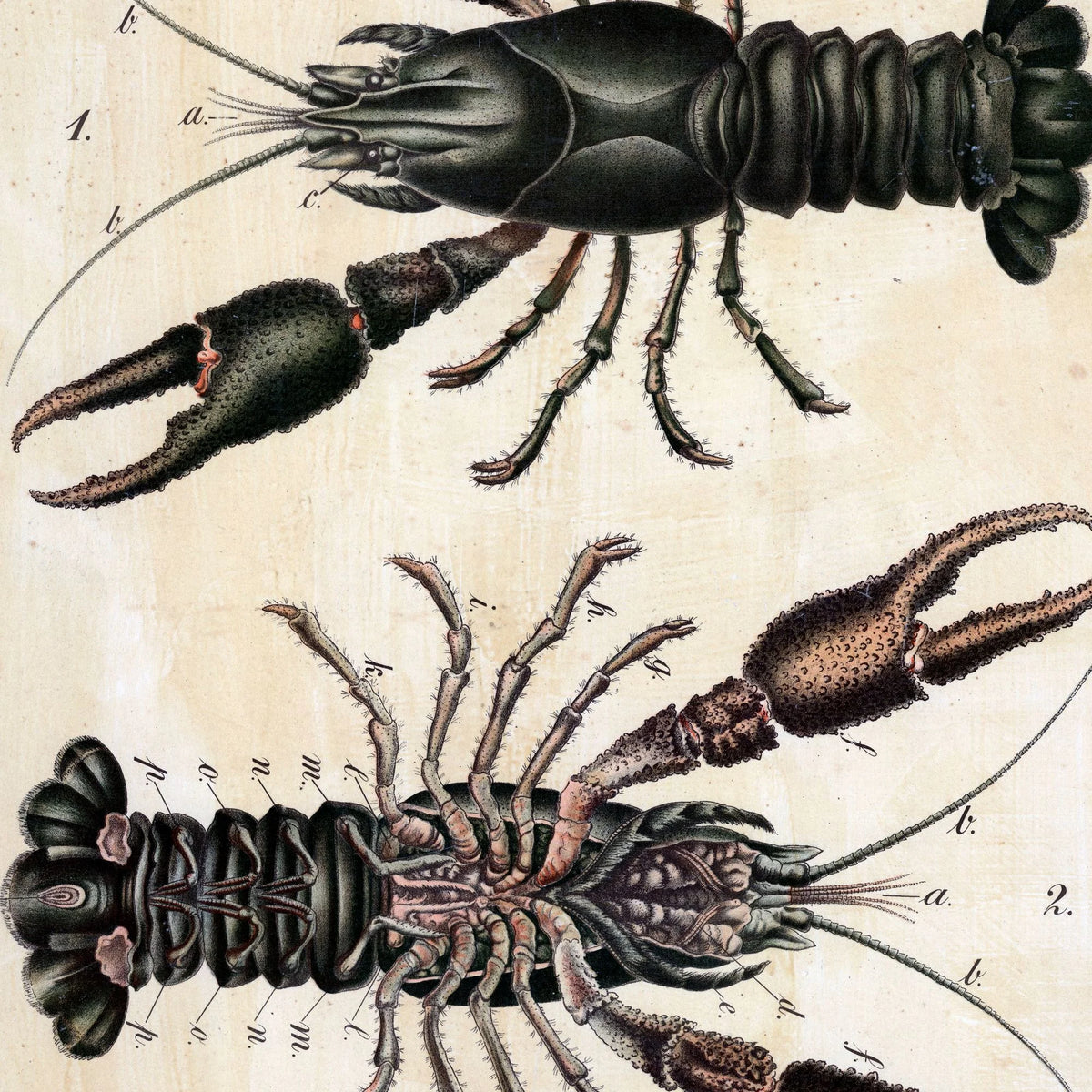 Flodkrebs 1888 - Biologi – billede 4