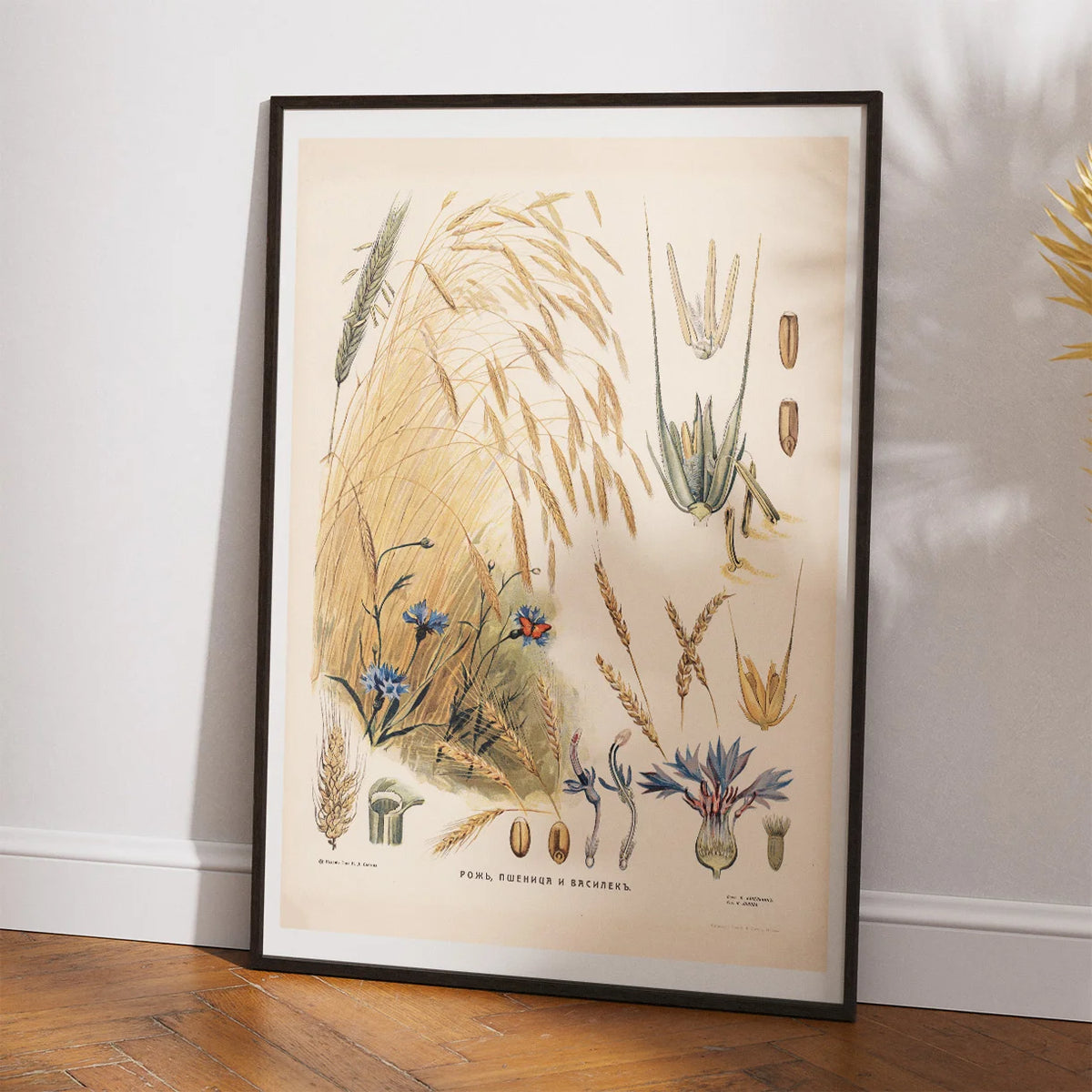 Rug 1910 - Biologi & botanik – billede 2