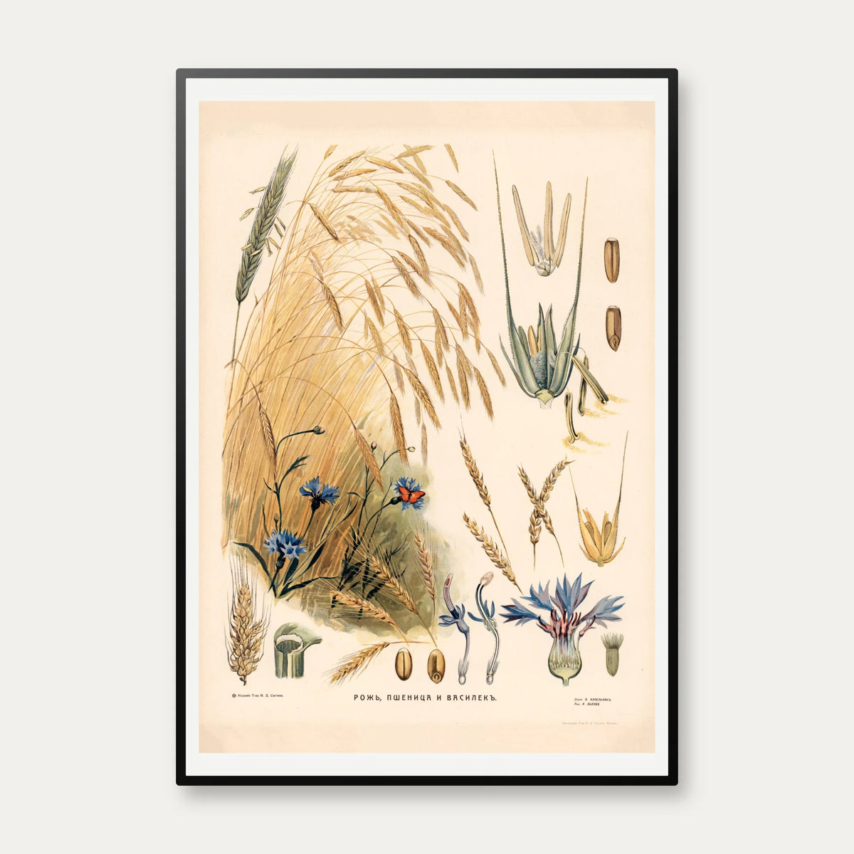 Rug 1910 - Biologi & botanik – billede 1
