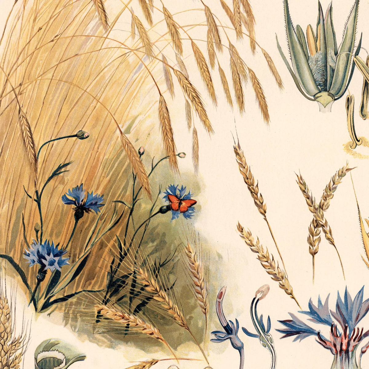 Rug 1910 - Biologi & botanik – billede 4