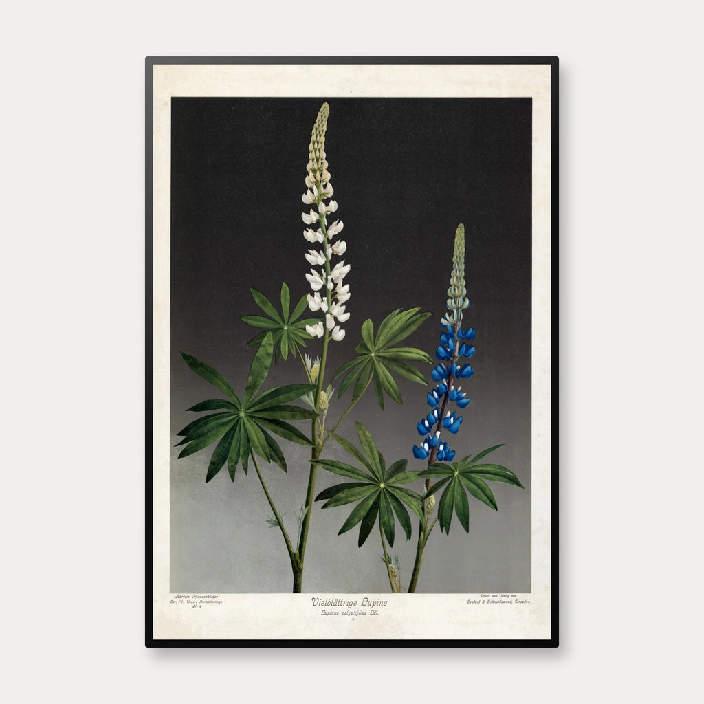Hvid og blå lupin 1910 - Botanik – billede 1