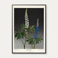 Hvid og blå lupin 1910 - Botanik – billede 1