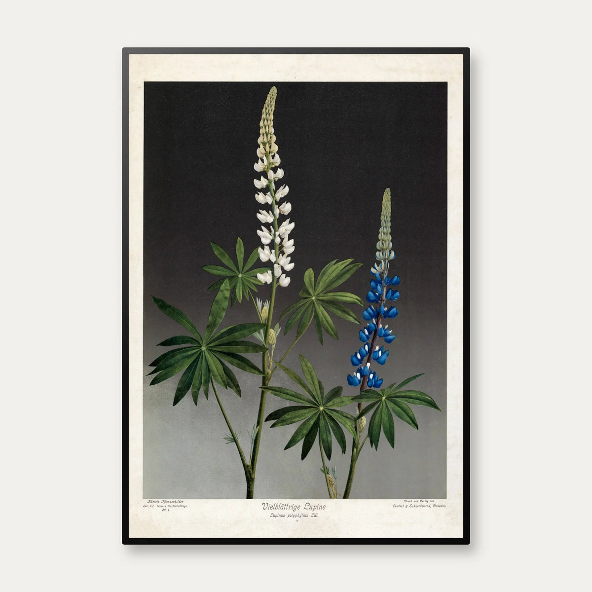 Hvid og blå lupin 1910 - Botanik – billede 1