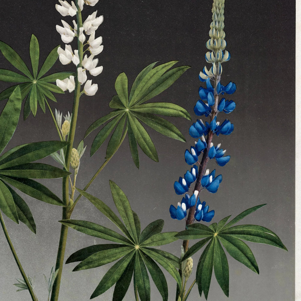 Hvid og blå lupin 1910 - Botanik – billede 4