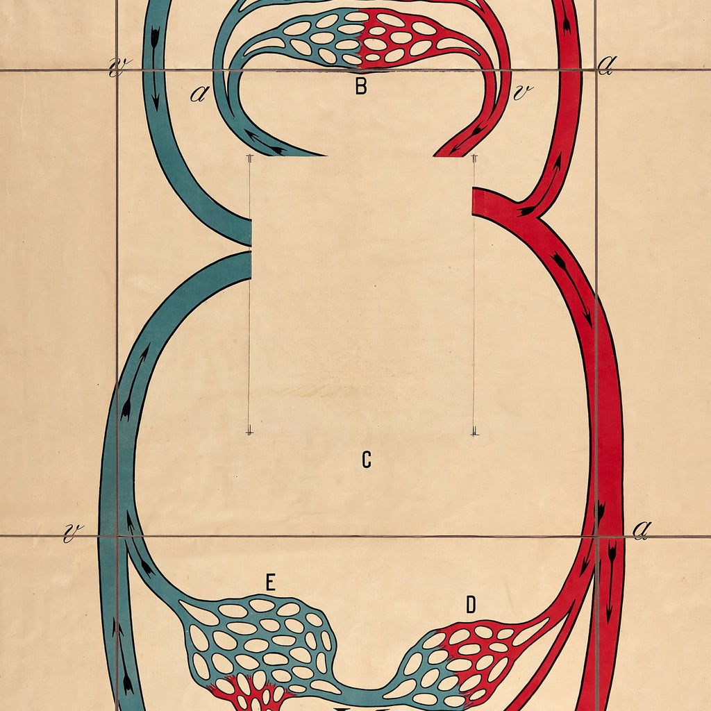 Blodkredsløbet 1910 - Anatomi – billede 4