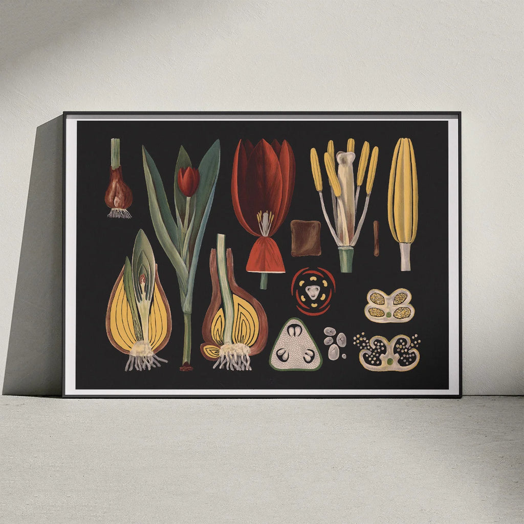 Havetulipan 1909 - Botanik – billede 3