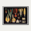 Havetulipan 1909 - Botanik – billede 1