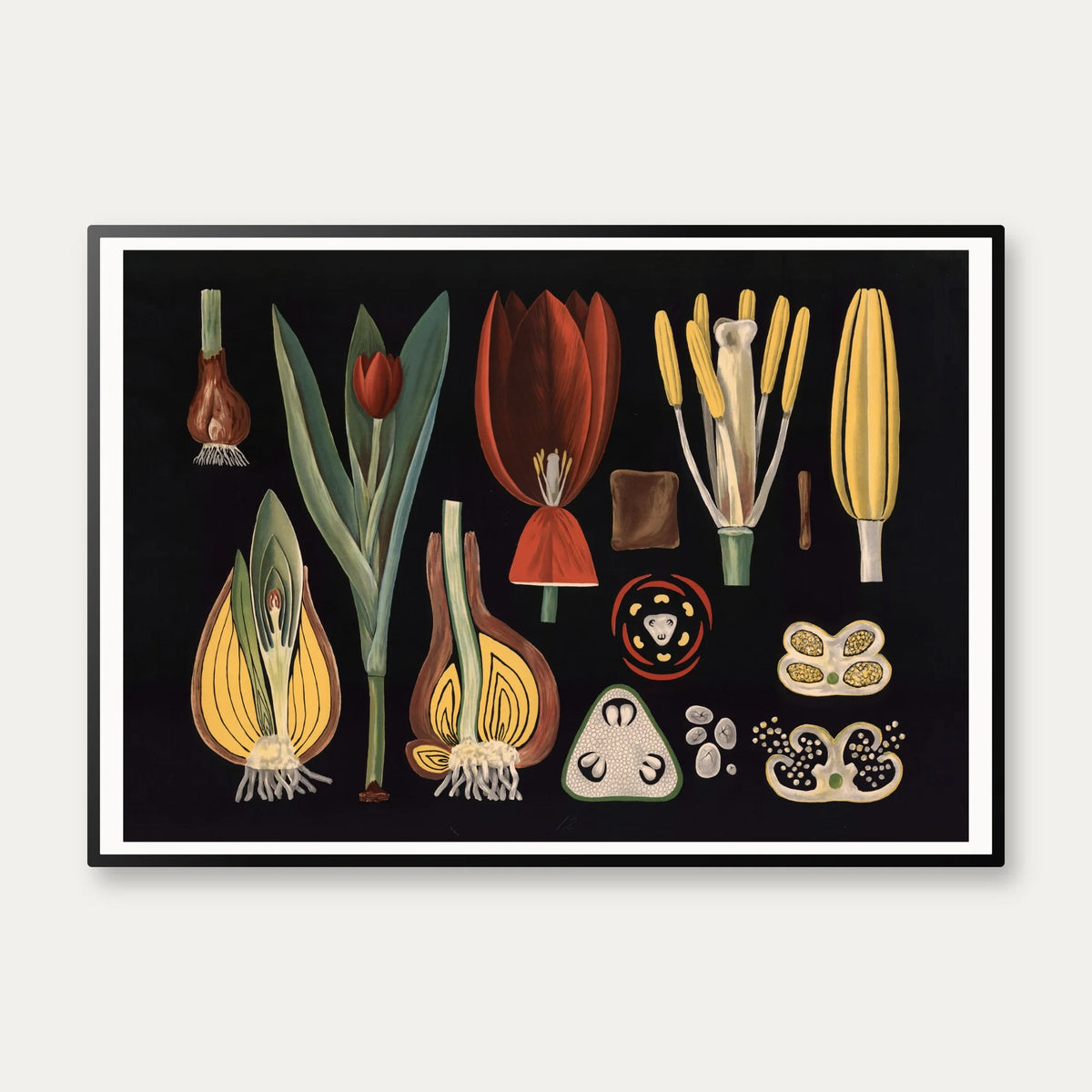 Havetulipan 1909 - Botanik – billede 1