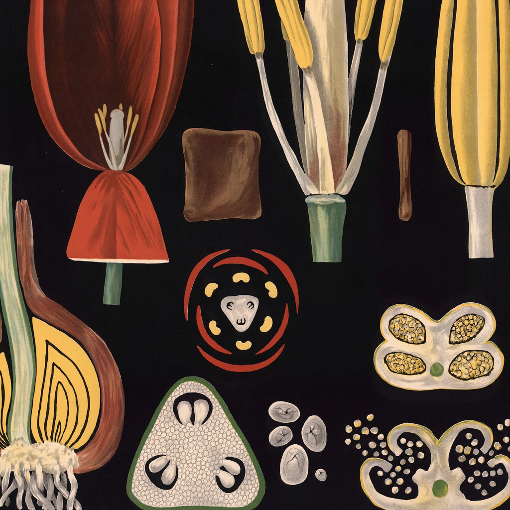 Havetulipan 1909 - Botanik – billede 4