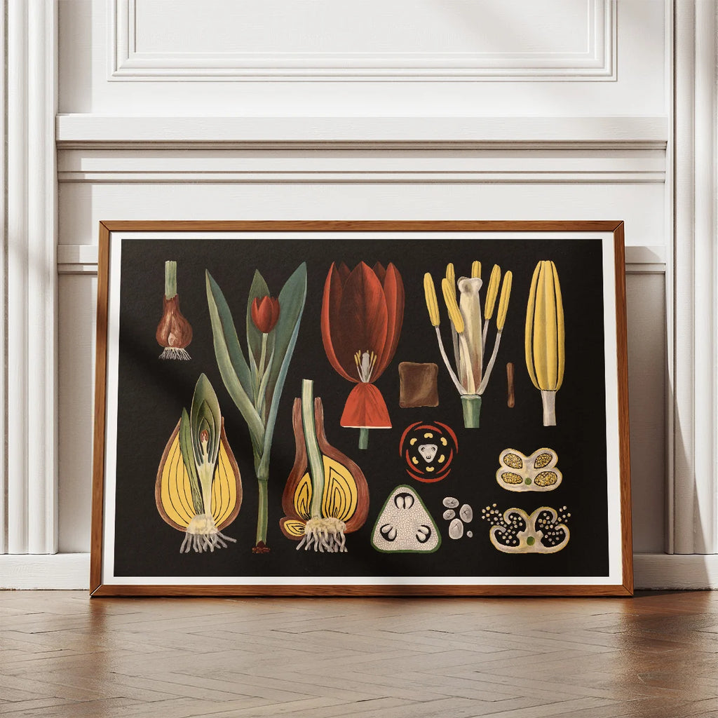 Havetulipan 1909 - Botanik – billede 2