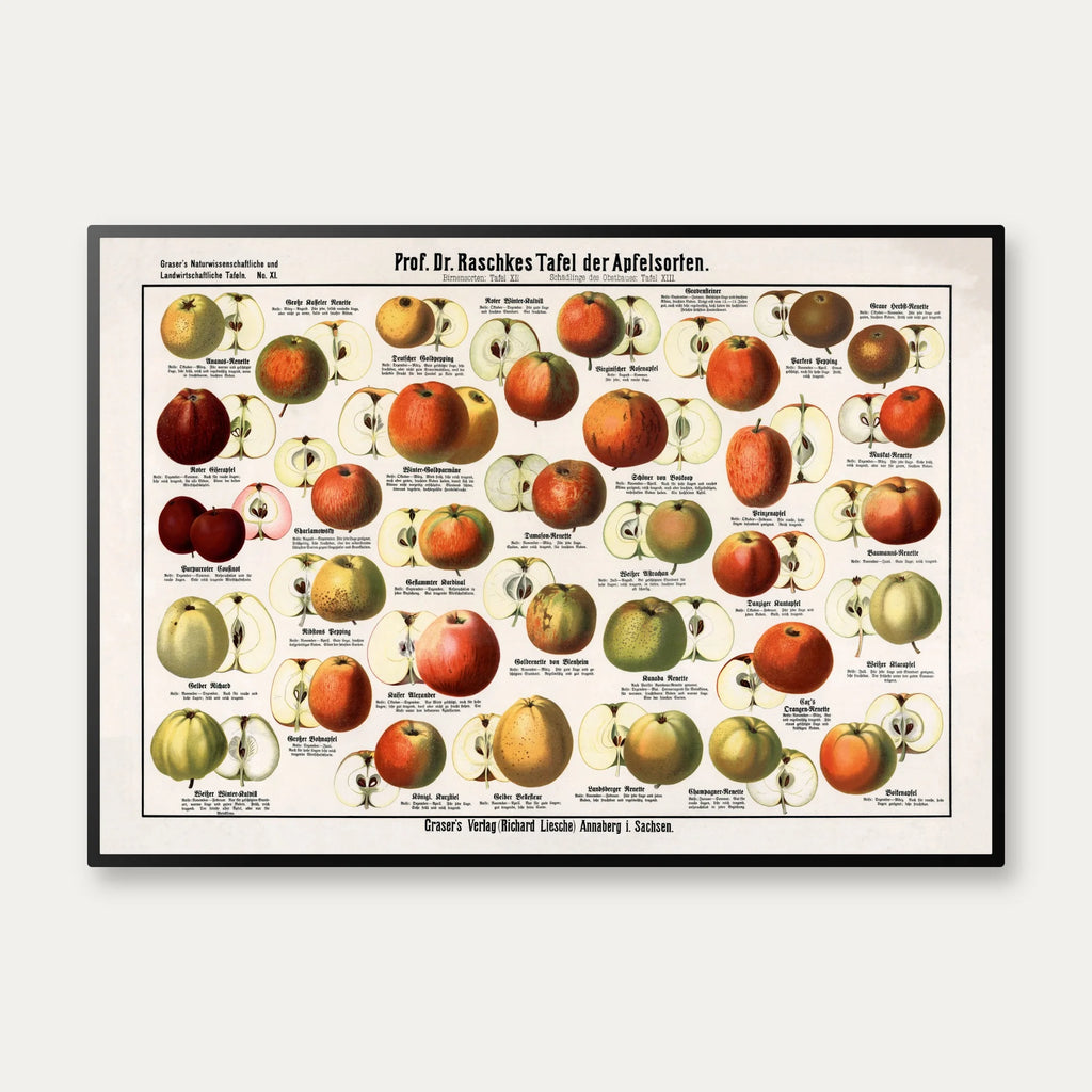 Æblesorter 1909 - Raschkes tavle – billede 1
