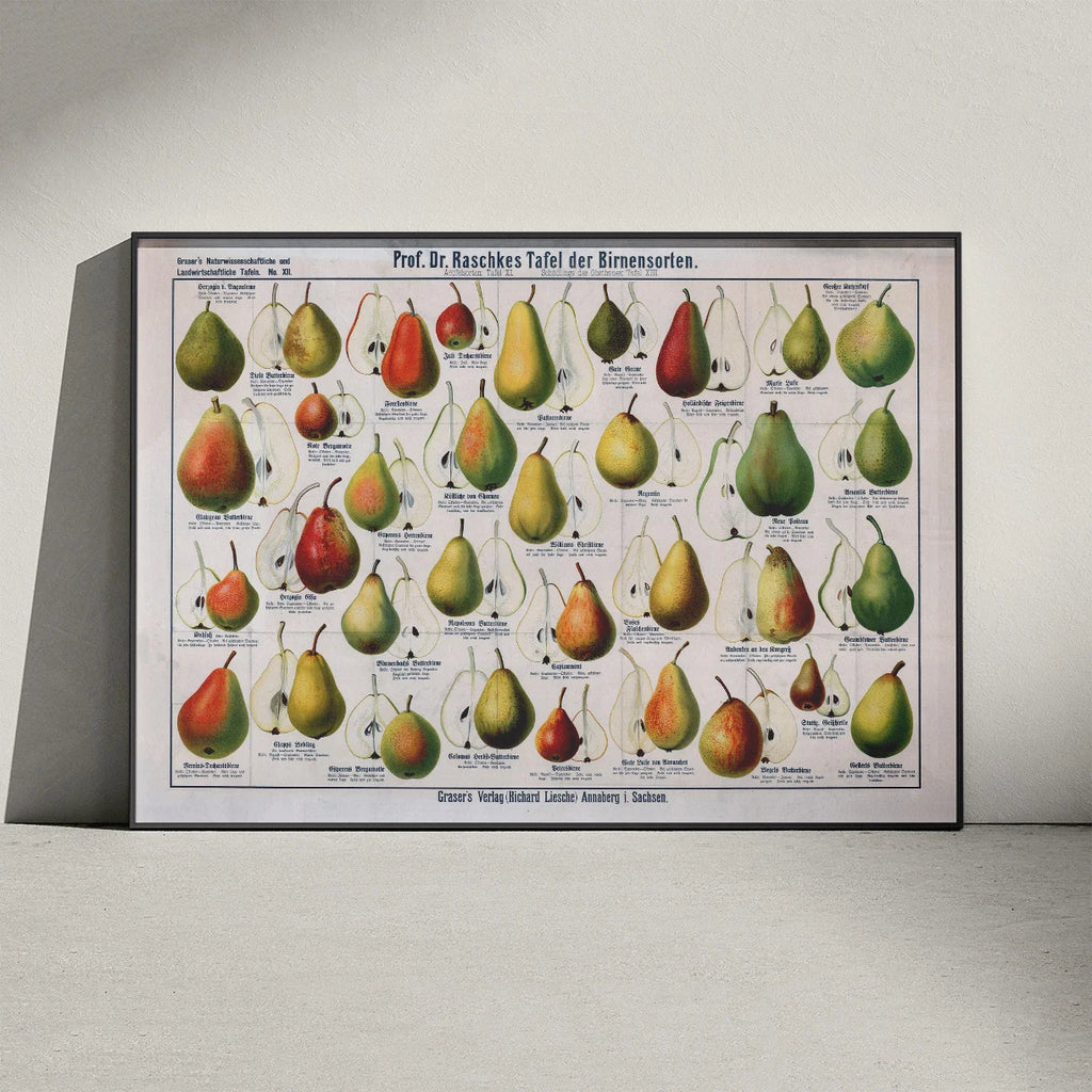 Pæresorter 1909 - Raschkes tavle – billede 3