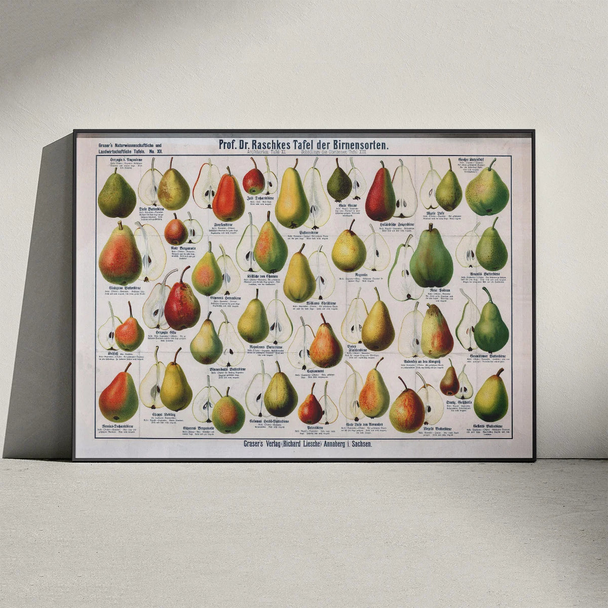 Pæresorter 1909 - Raschkes tavle – billede 3