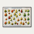 Pæresorter 1909 - Raschkes tavle – billede 1