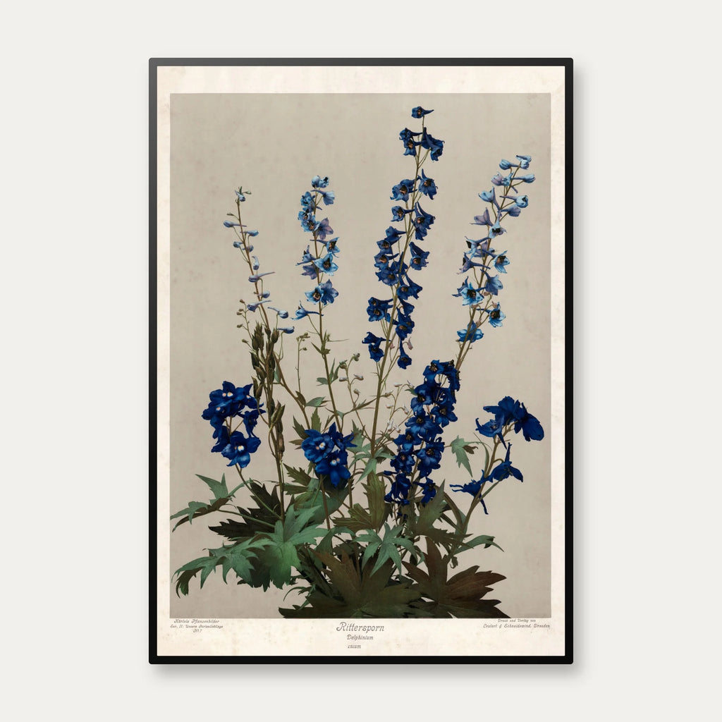 Ridderspore 1910 - Botanik – billede 1