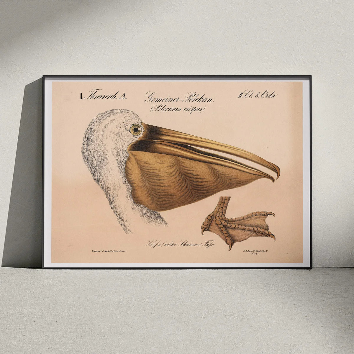 Pelikanhoved 1870 - Zoologi – billede 3