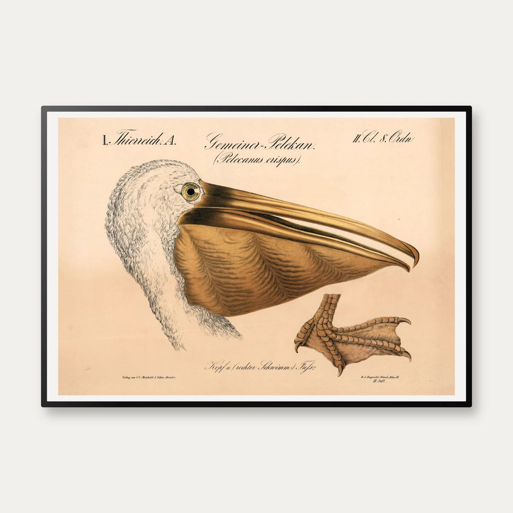 Pelikanhoved 1870 - Zoologi – billede 1