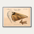 Pelikanhoved 1870 - Zoologi – billede 1