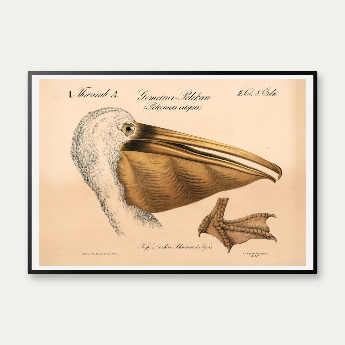 Pelikanhoved 1870 - Zoologi – billede 1