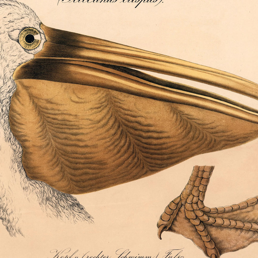 Pelikanhoved 1870 - Zoologi – billede 4