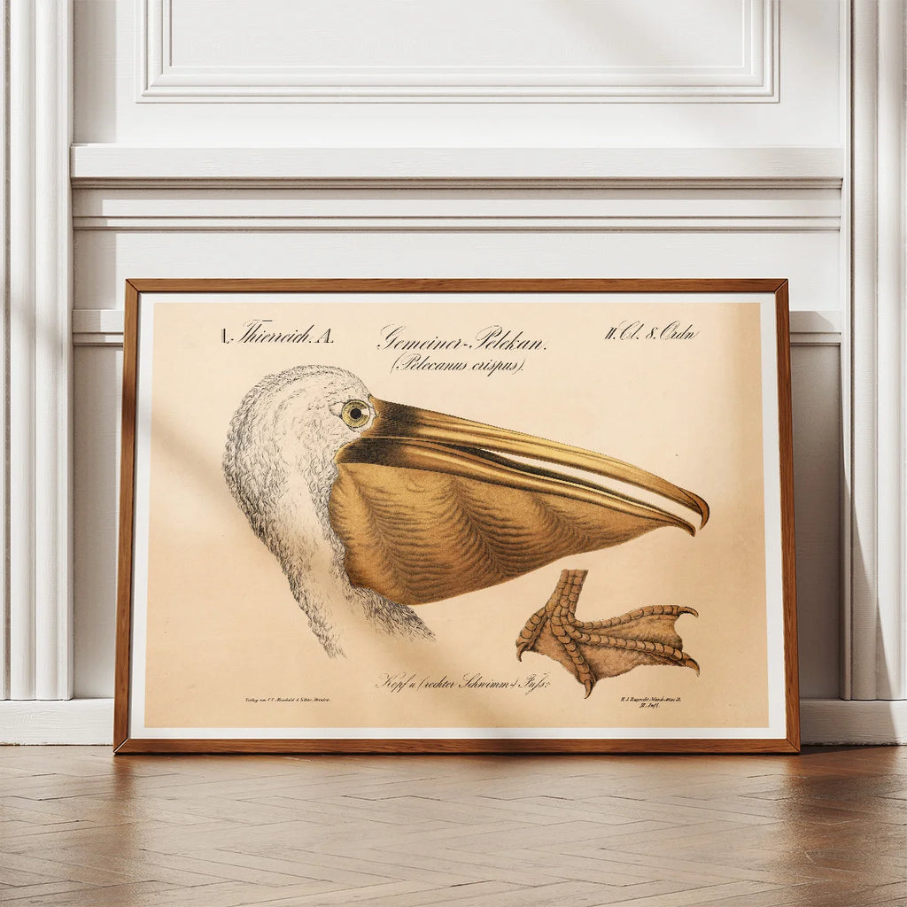 Pelikanhoved 1870 - Zoologi – billede 2