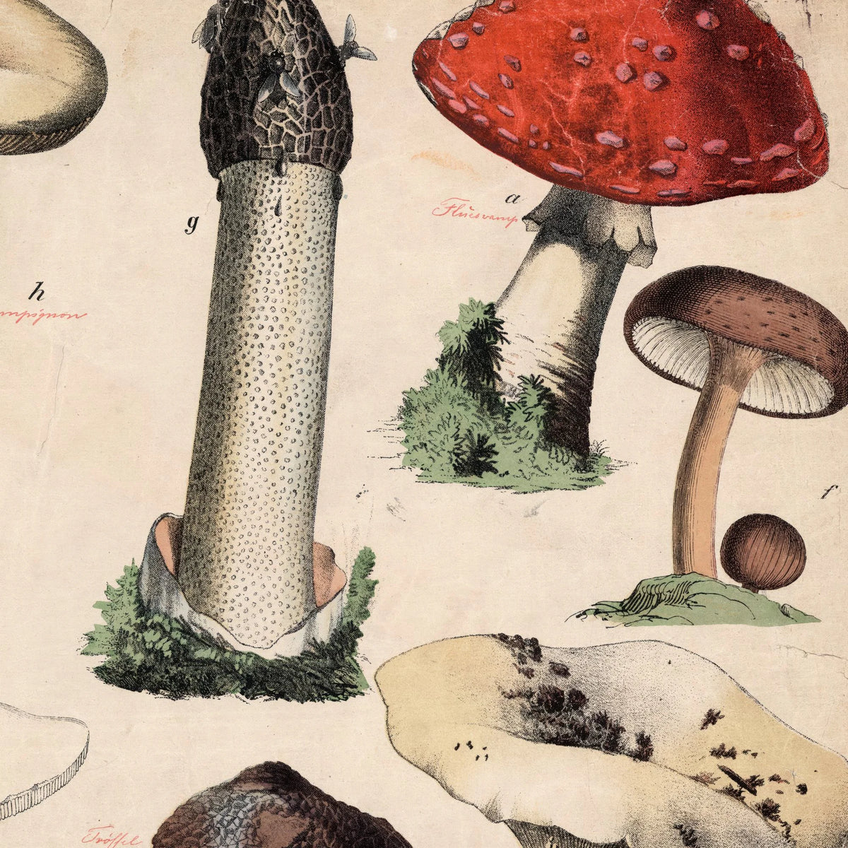 Svampe 1879 - Botanik – billede 4