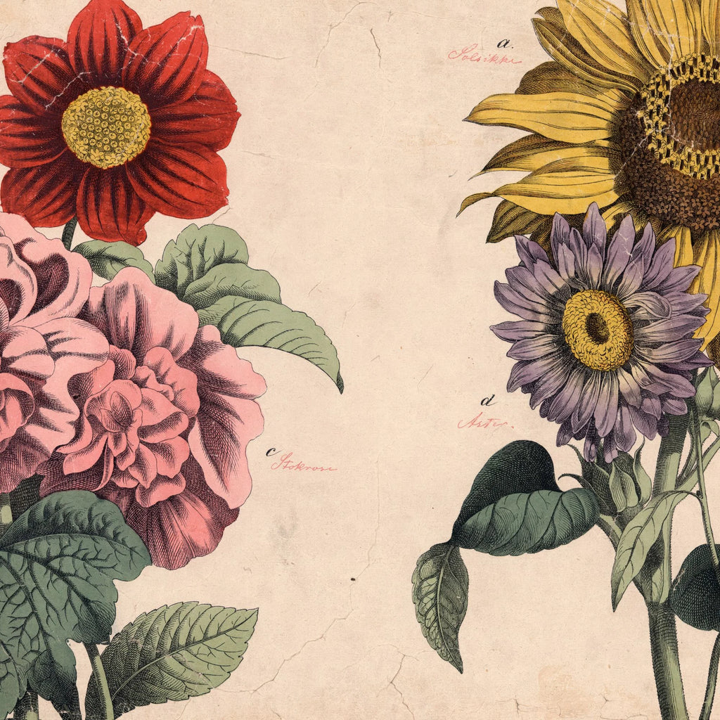 Stokrose, solsikke m.fl. 1879 - Botanik – billede 4