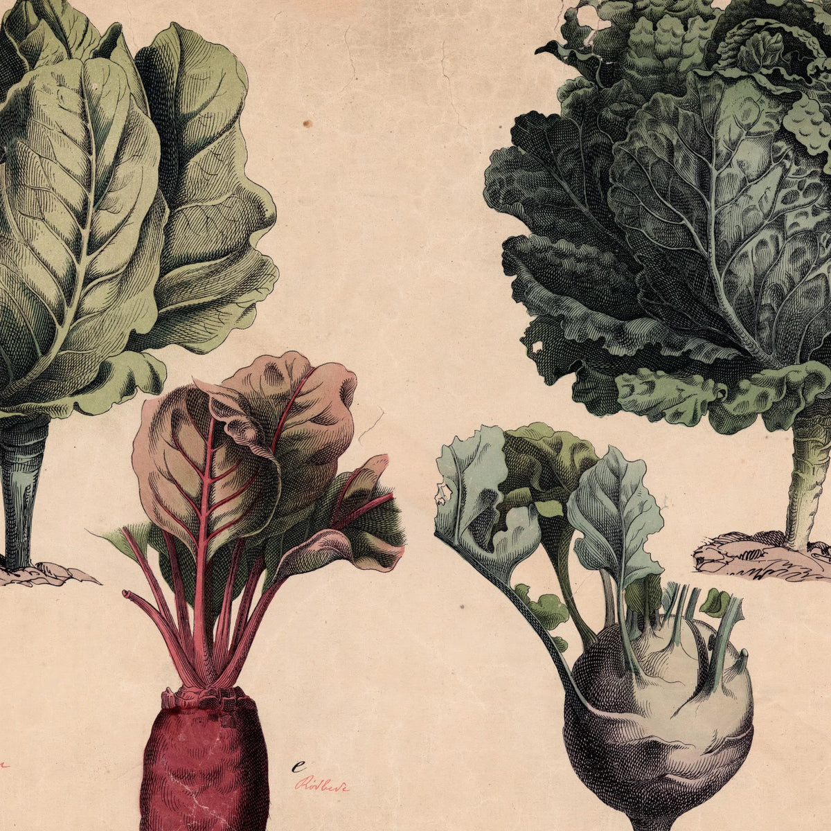 Kål, gulerod, rødbede 1879 - Biologi & botanik – billede 4