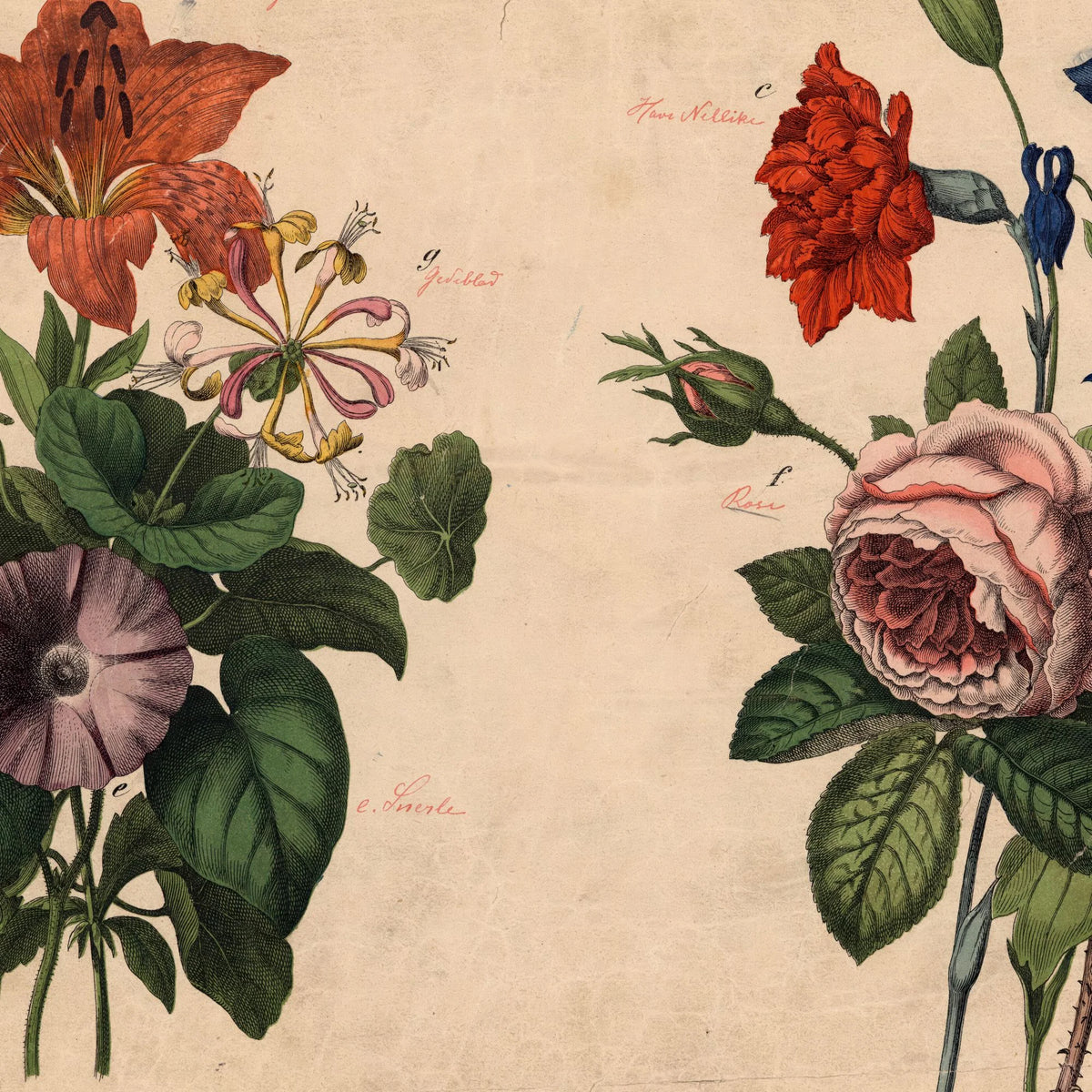Haveblomster I 1879 - Botanik – billede 4