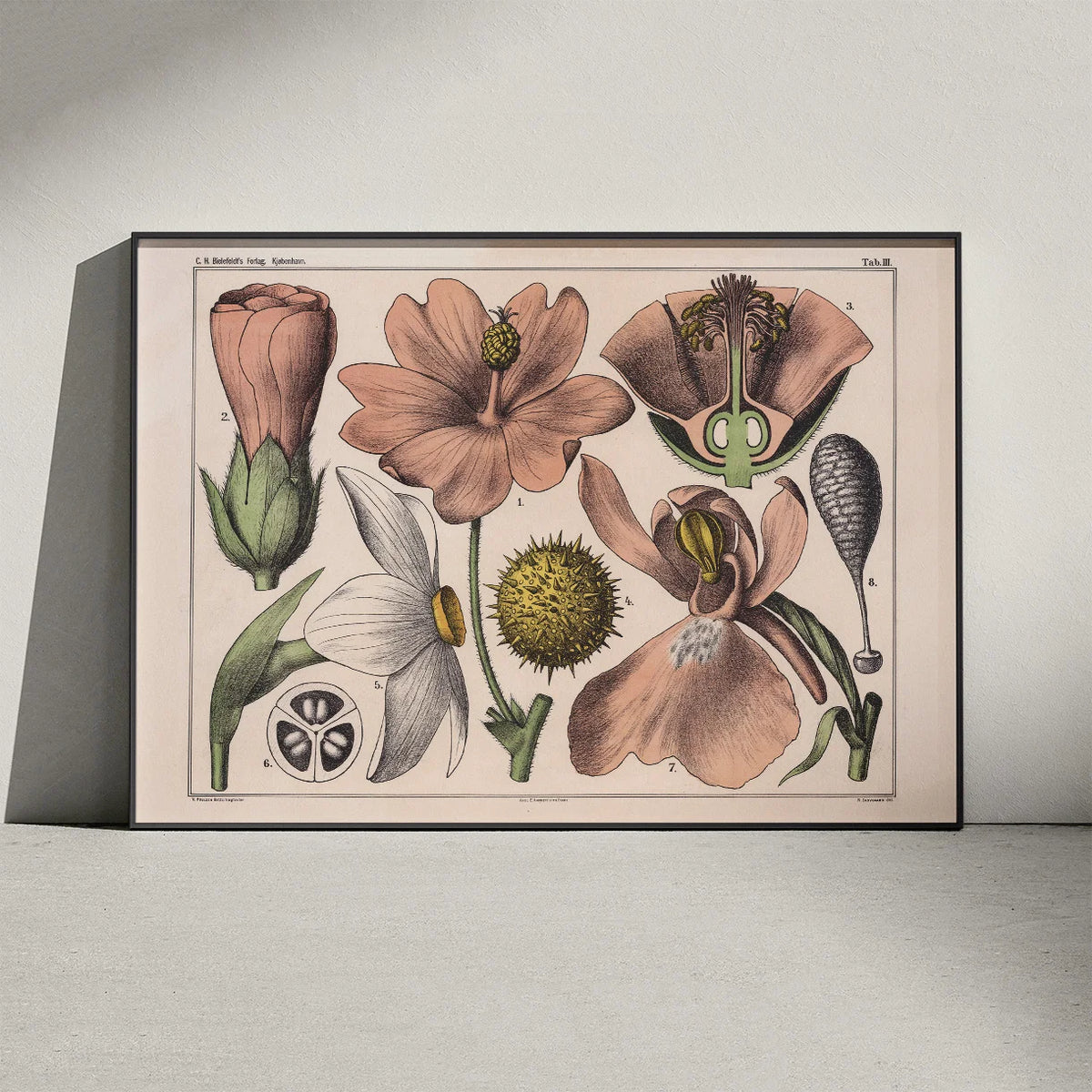 Blomstens bygning 1879 - Biologi & botanik – billede 3