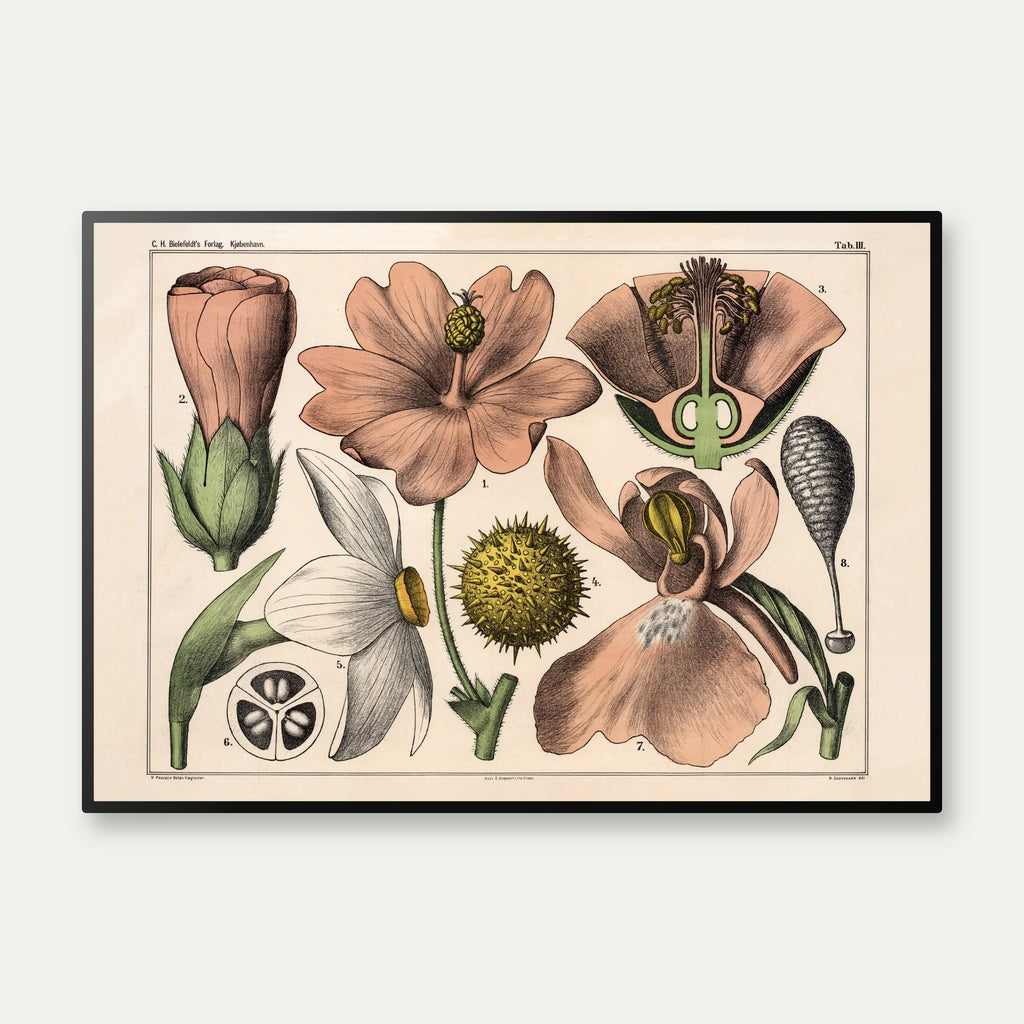 Blomstens bygning 1879 - Biologi & botanik – billede 1