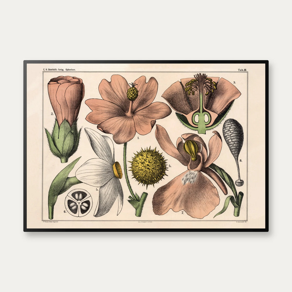 Blomstens bygning 1879 - Biologi & botanik – billede 1
