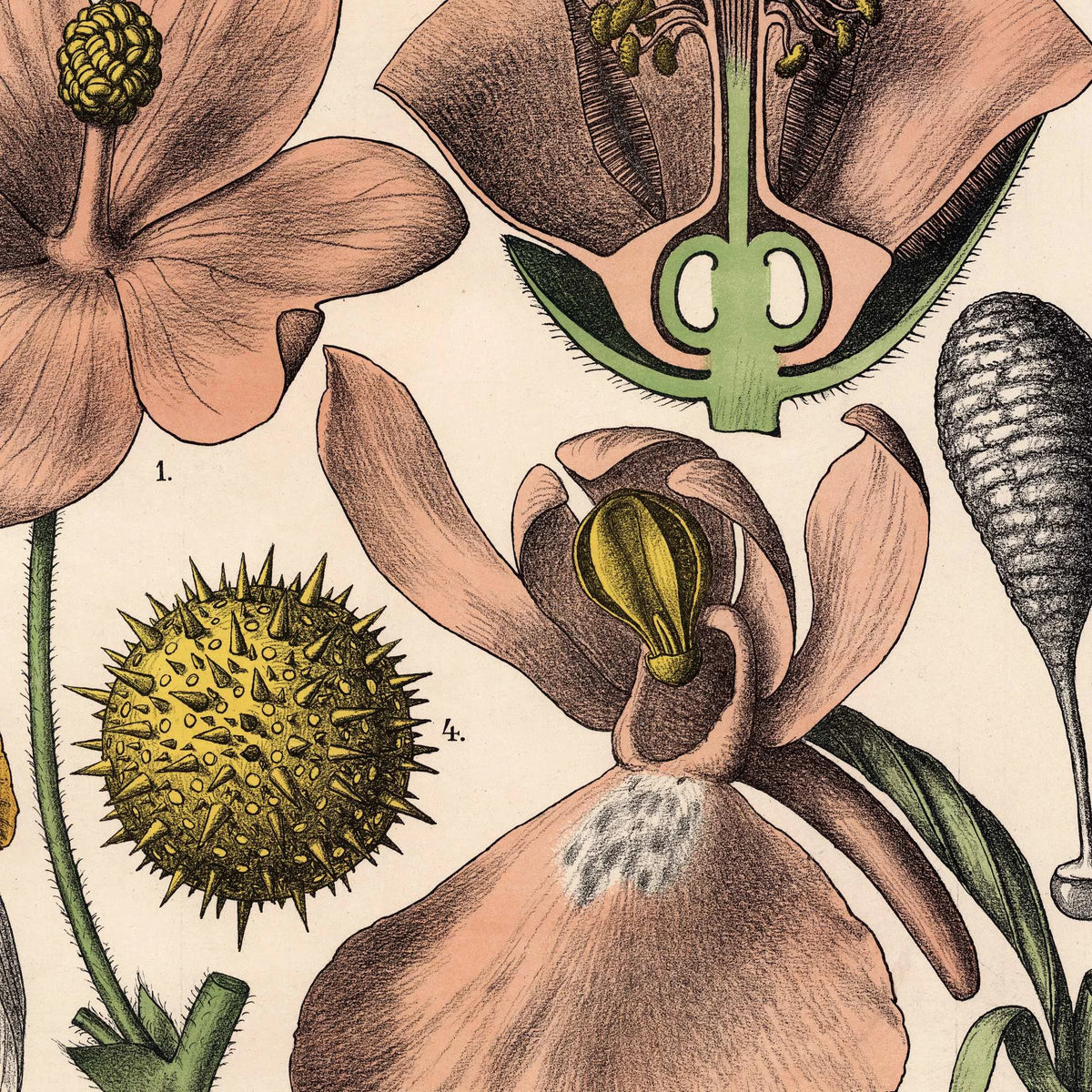 Blomstens bygning 1879 - Biologi & botanik – billede 4