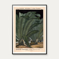 Elfenbenspalme 1880 - Botanik – billede 1