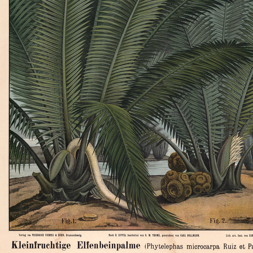 Elfenbenspalme 1880 - Botanik – billede 4