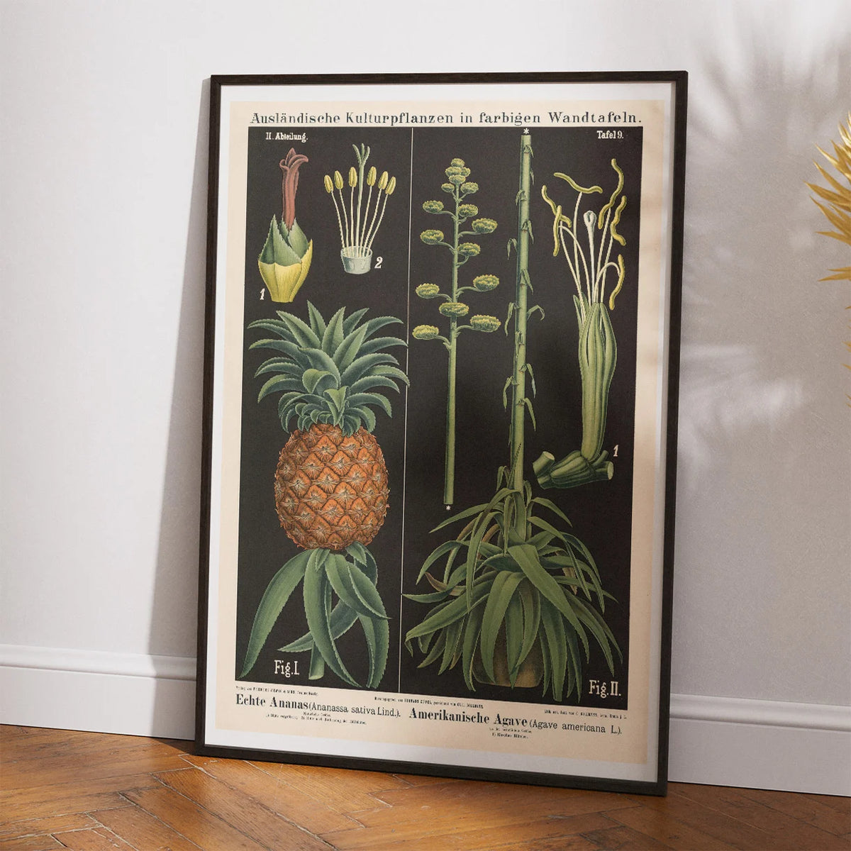 Ananas & agave 1880 - Botanik – billede 2