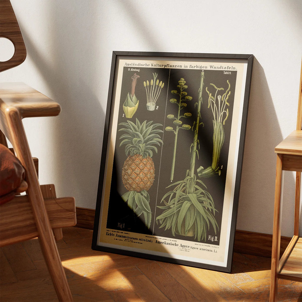 Ananas & agave 1880 - Botanik – billede 3