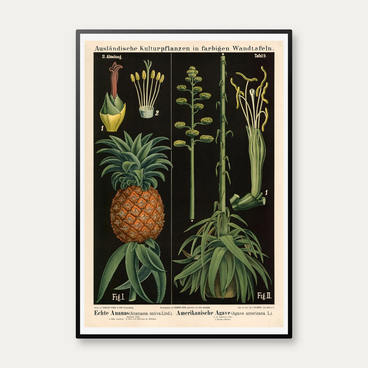 Ananas & agave 1880 - Botanik – billede 1