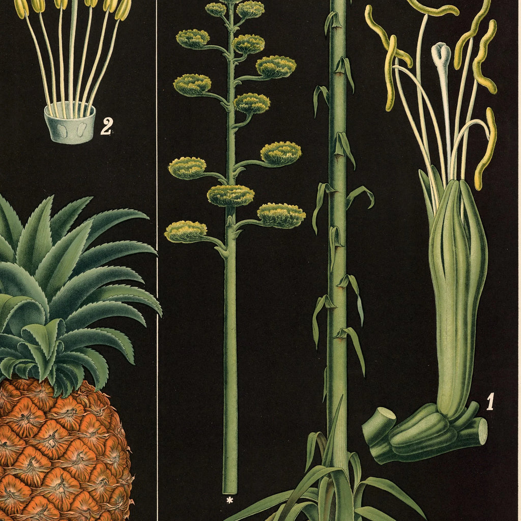 Ananas & agave 1880 - Botanik – billede 4