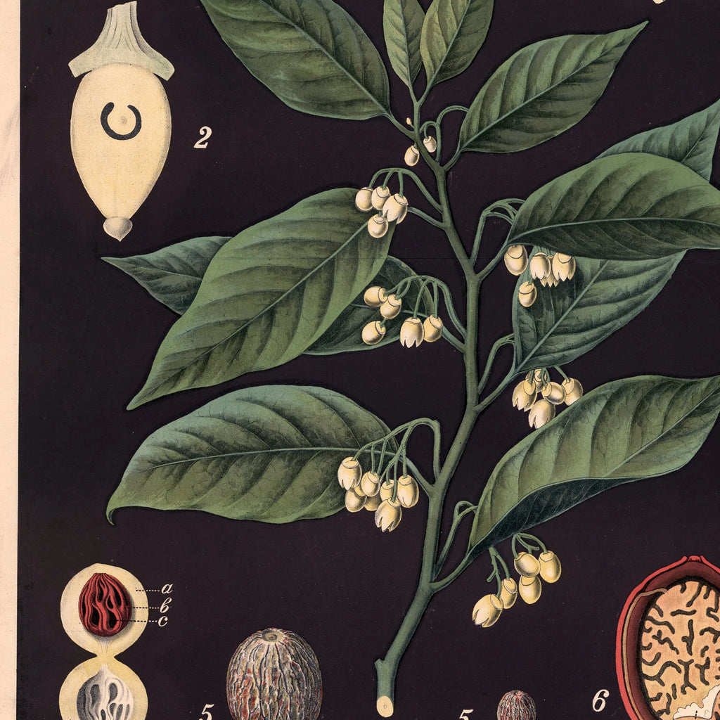 Muskatnød 1880 - Botanik – billede 4