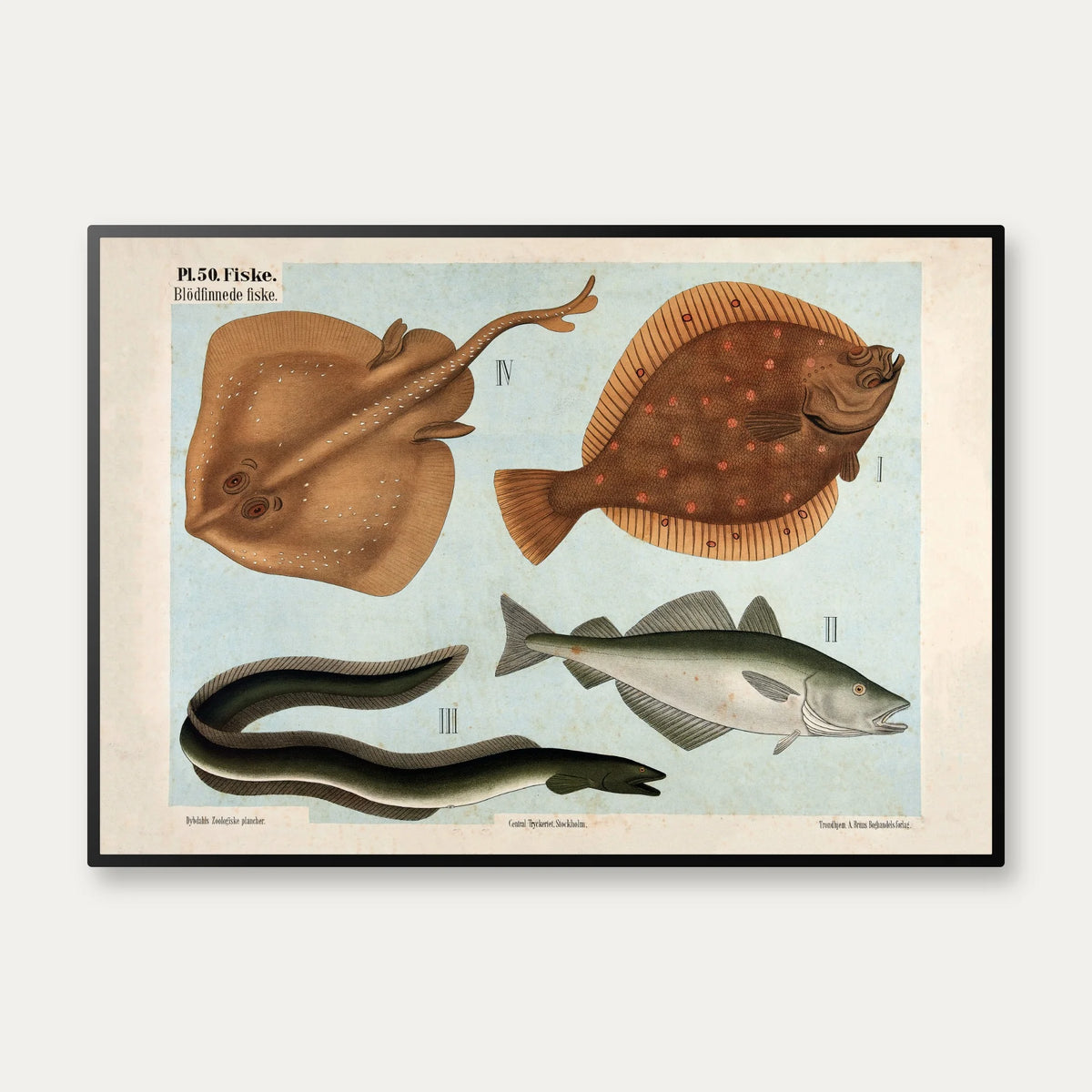 Blødfinnede fisk 1881 - Zoologi – billede 1