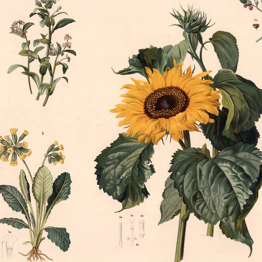 Forglemmigej, blåbær m.fl. 1889 - Biologi & botanik – billede 4
