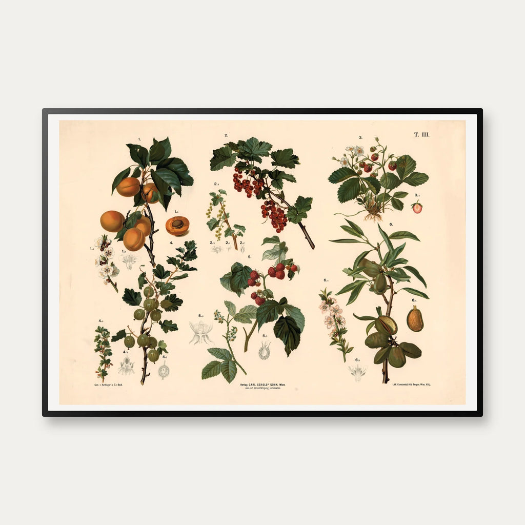 Abrikos, ribs, hindbær m.fl. 1889 - Biologi & botanik – billede 1
