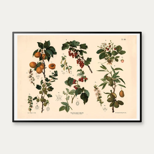 Abrikos, ribs, hindbær m.fl. 1889 - Biologi & botanik – billede 1