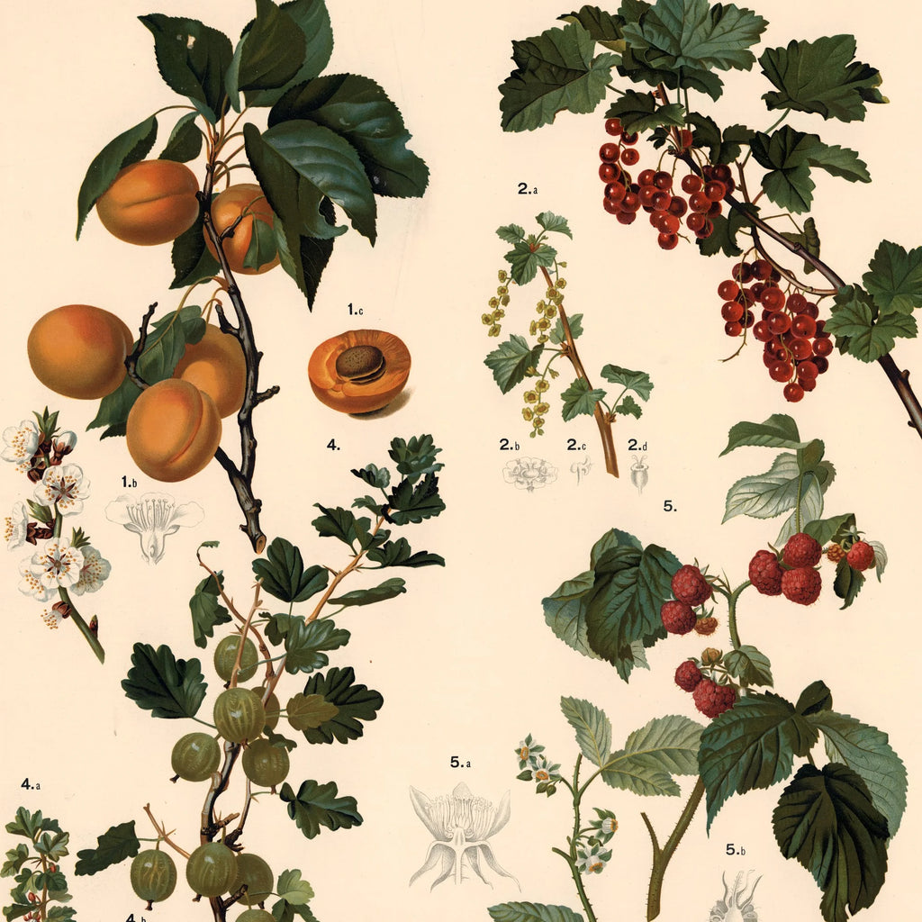 Abrikos, ribs, hindbær m.fl. 1889 - Biologi & botanik – billede 4