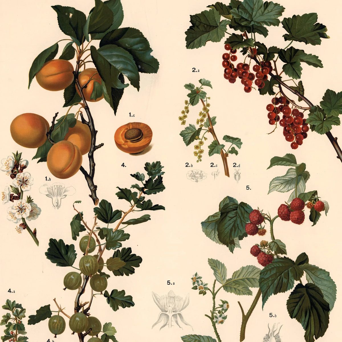 Abrikos, ribs, hindbær m.fl. 1889 - Biologi & botanik – billede 4